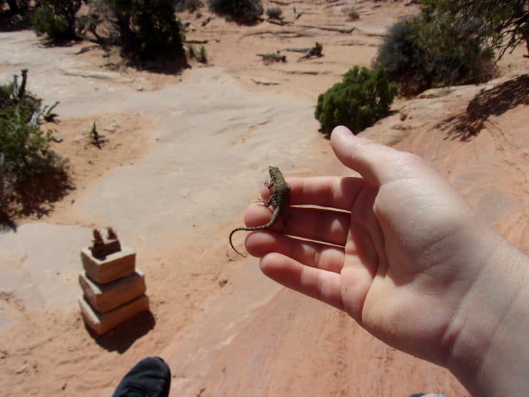 A boy holds a lizard in his hand.
