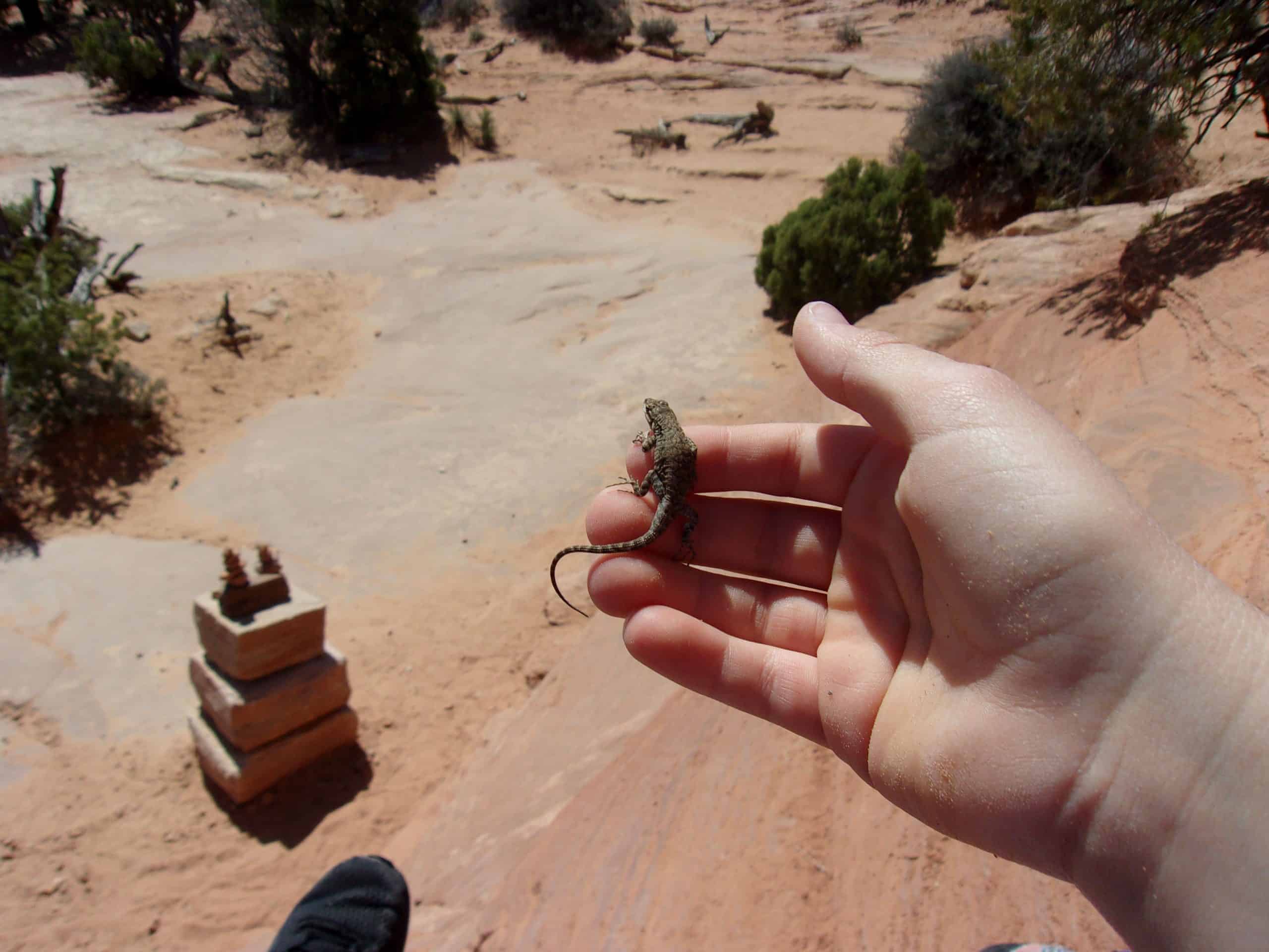 A boy holds a lizard in his hand.