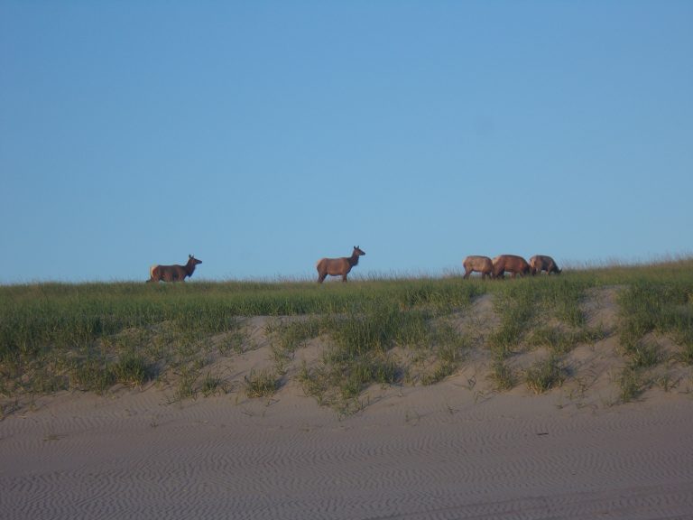 A herd of elk grazes peacefully by a beach.