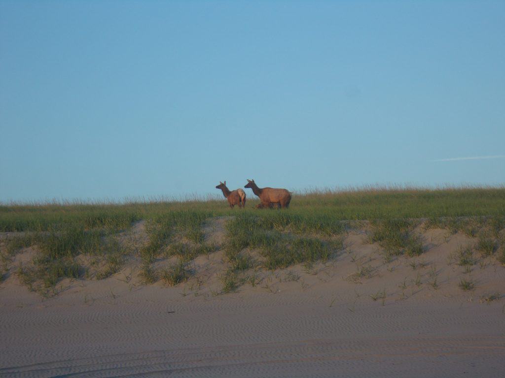 Three elk graze by the beach.