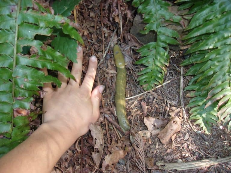 A boy places his hand beside a large banana slug to measure it.
