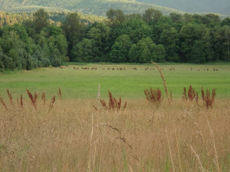 A huge herd of elk gather by the hundreds in a large field.