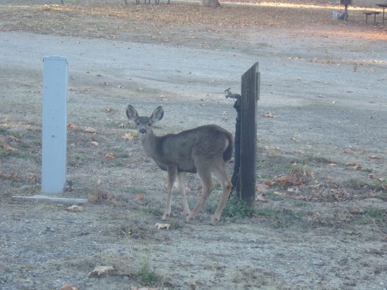 A baby deer looks up from its grazing.