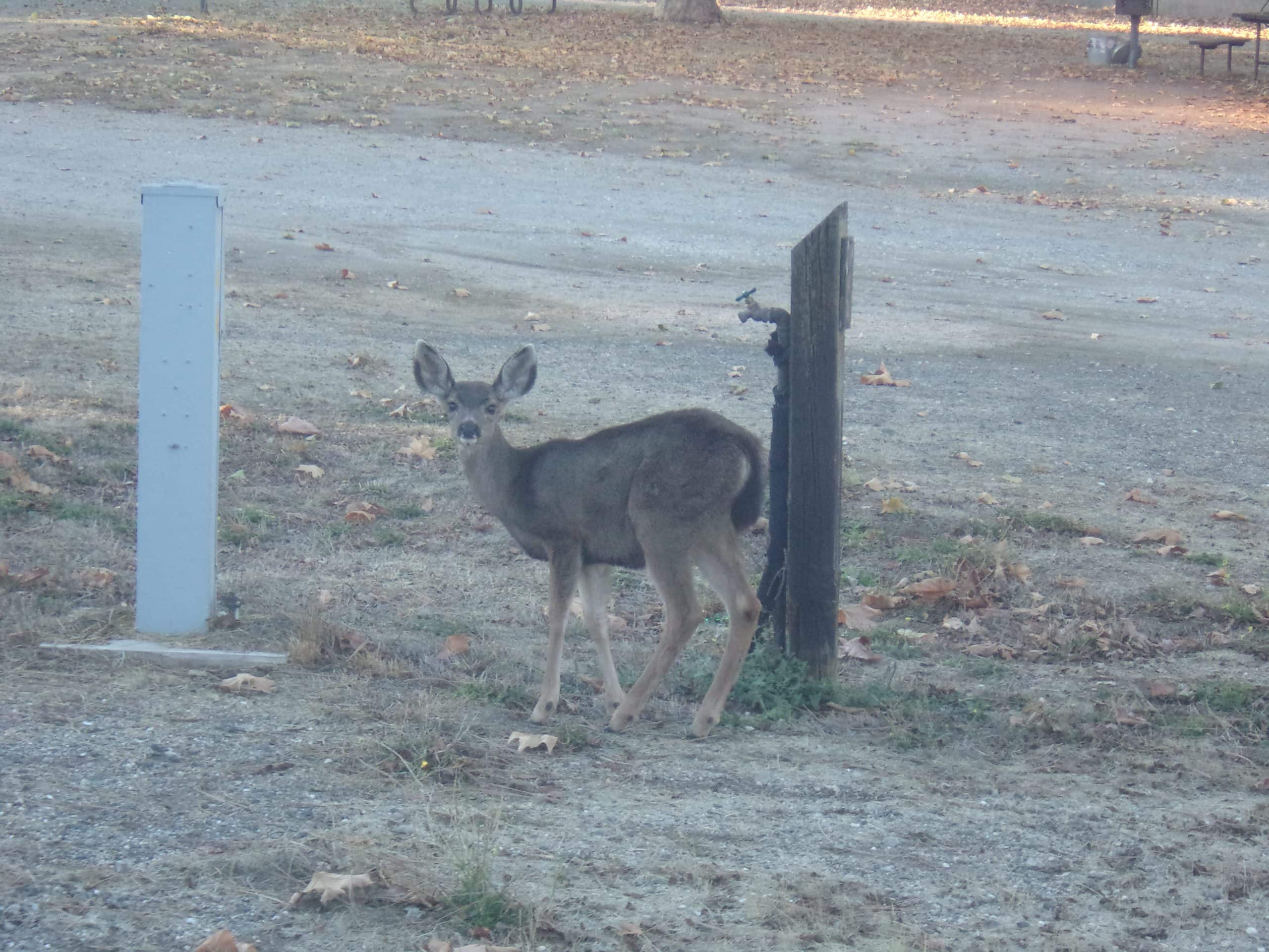 A baby deer looks up from its grazing.