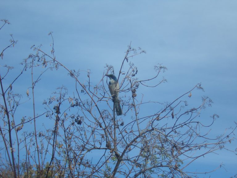 A graceful scrub jay perches in the tops of a tree, turning its head.