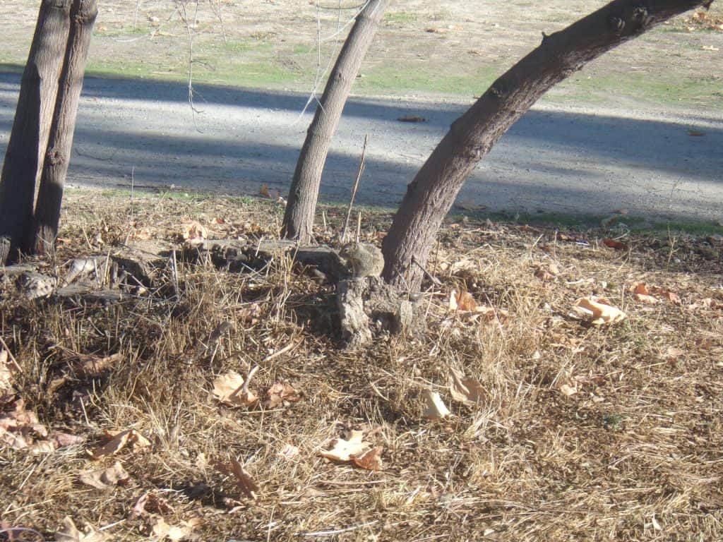 A squirrel peeks up, sitting on a stump.