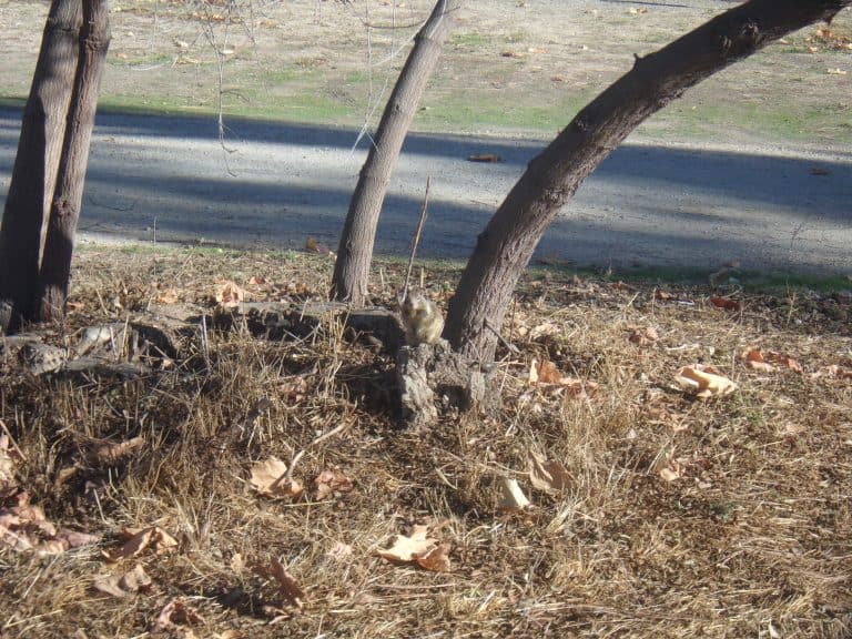 An extremely plump squirrel perches on a stump.