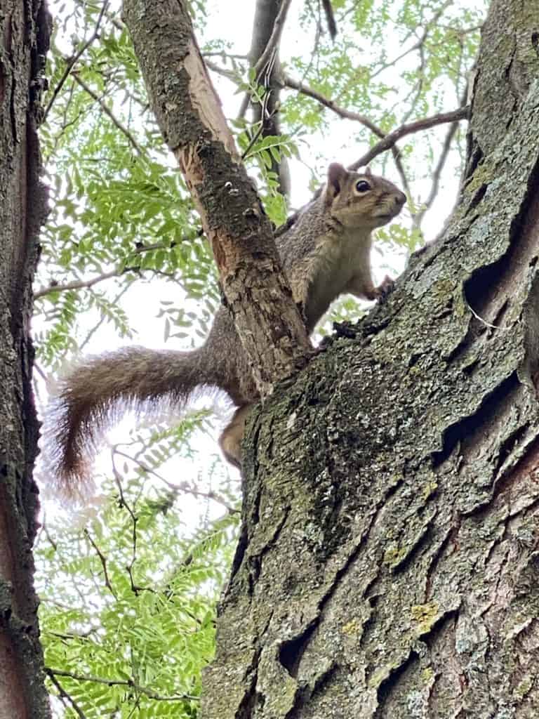 A squirrel shimmies up a tree, pausing to look at the taker of the picture.
