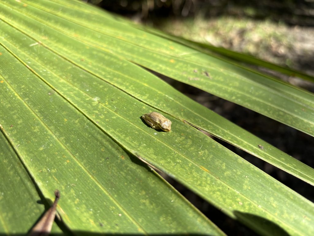 A tiny frog sitting on a palmetto