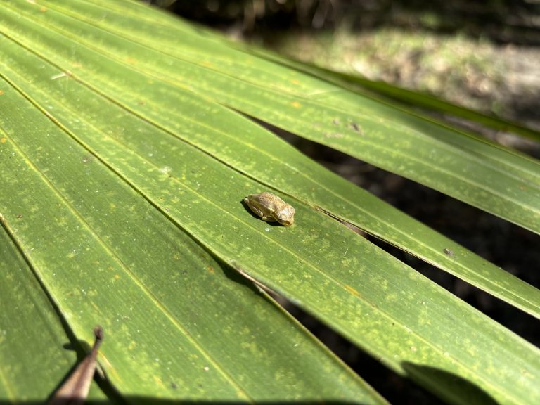 A tiny frog sitting on a palmetto