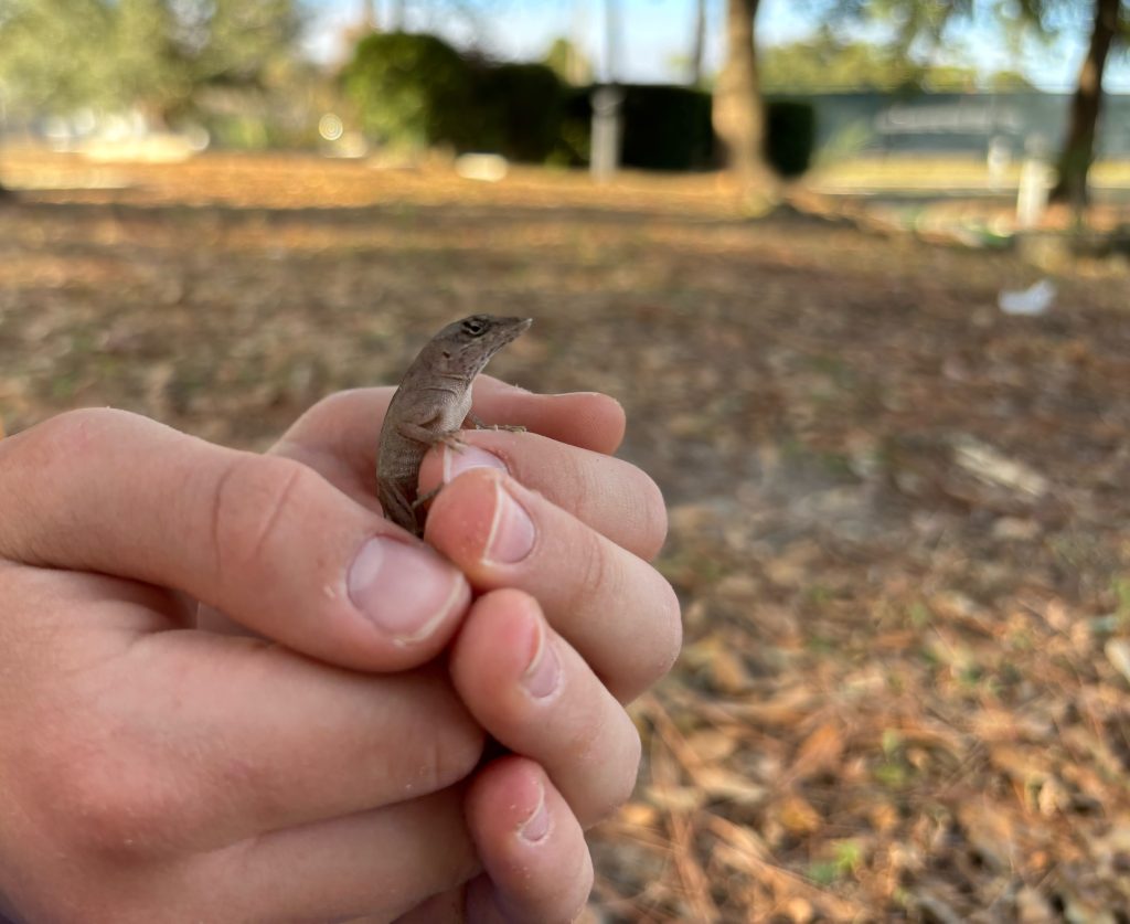A boy holds a lizard in his hands.