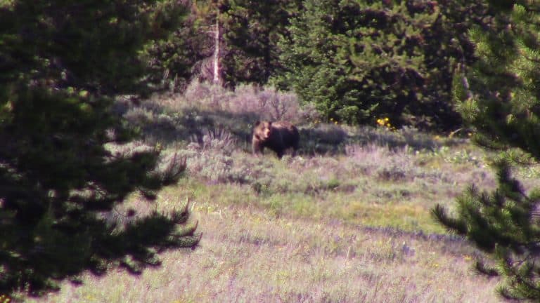 Grizzly 399 stands, watching something from a clearing in the trees.