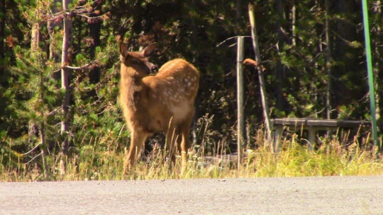 A baby elk perks up at a noise.
