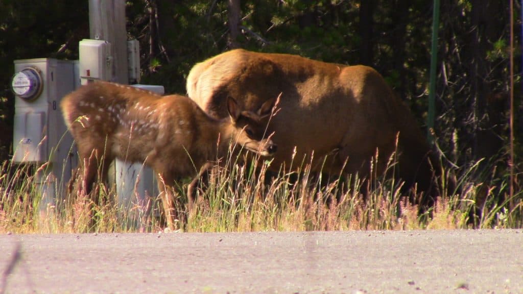 A baby elk and her mother graze.