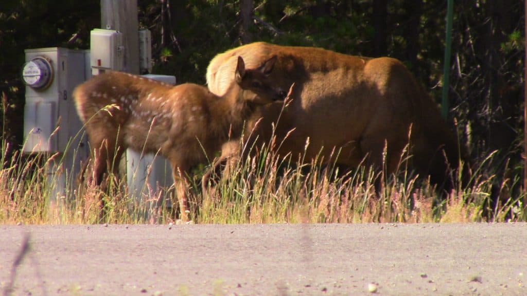 An elk fawn perks up; her mother grazes.