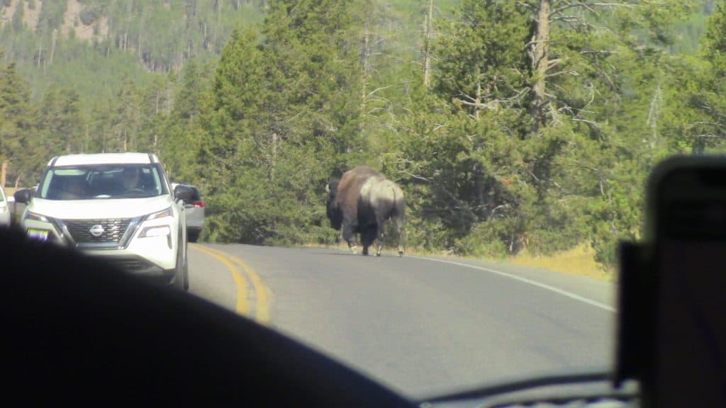 A bison clomps down the road, causing a mild traffic jam.