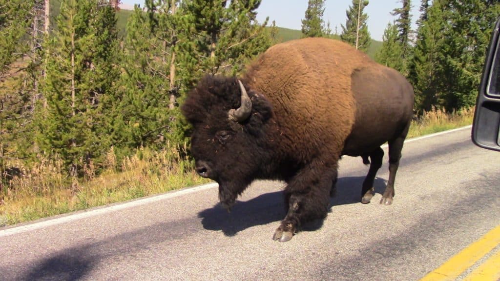 A fat bison walks down a road in Yellowstone National Park.