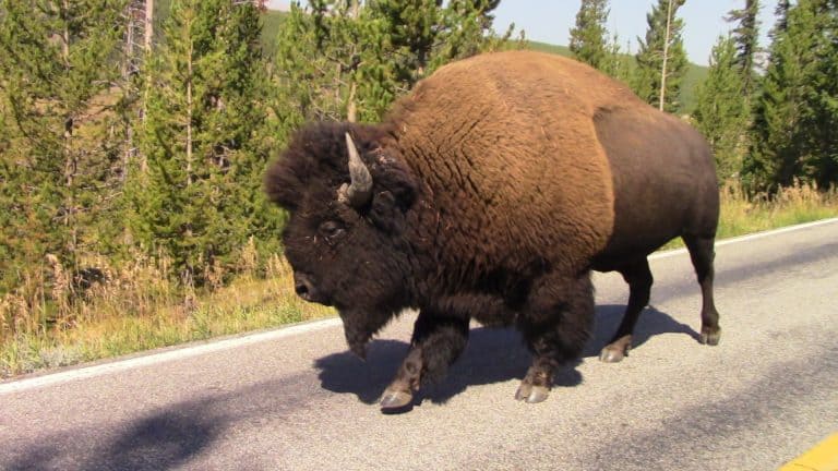 A large bison clops down a road in Yellowstone National Park.