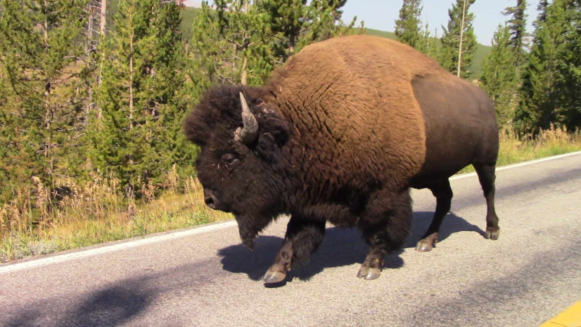 A large bison clops down a road in Yellowstone National Park.