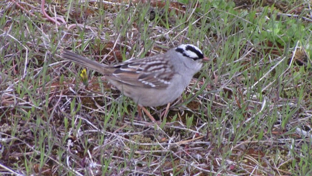 A little white-crowned sparrow hops around, pausing.
