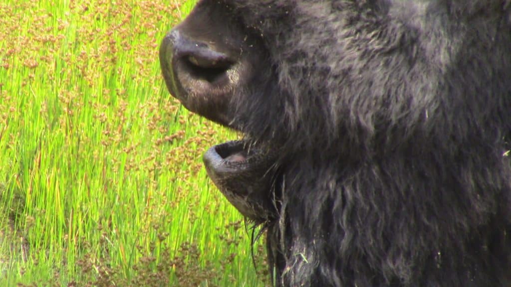 A huge bison yawns after slurping some thermal water up.