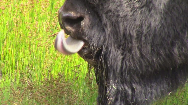A large bison licks its nose.