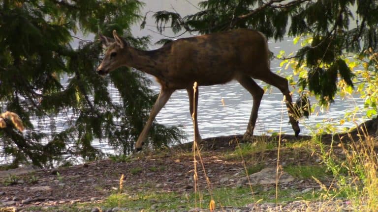 A young deer grazes on the shores of Lake McDonald, Olympic National Park.