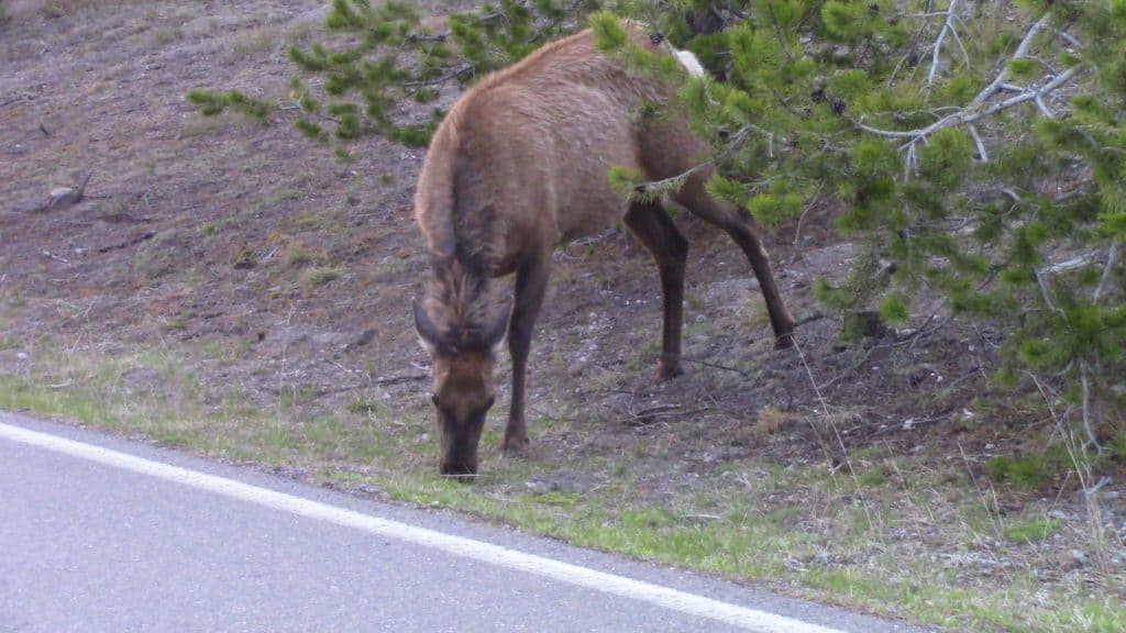 A furry elk grazes by the side of the road.