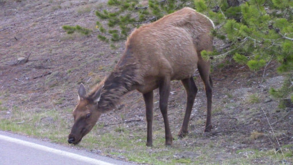 A big elk grazes by the side of the road.