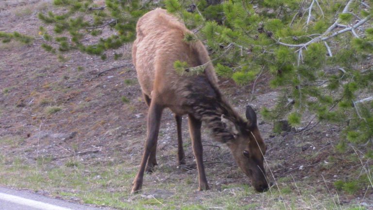 An elk leans down to nibble some grass.