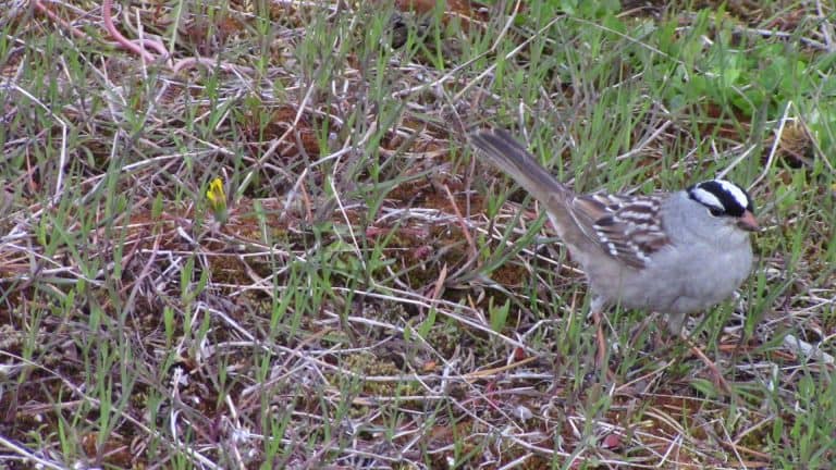 A small white-crowned sparrow.