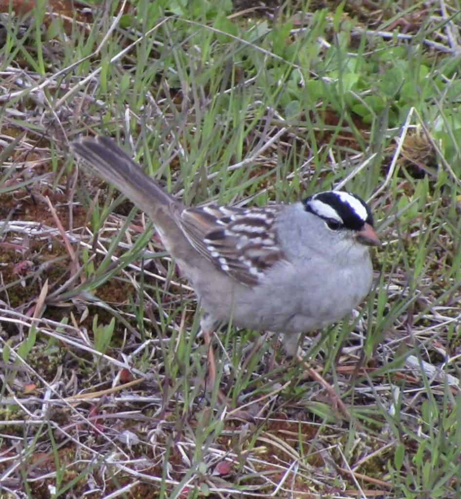A white-crowned sparrow stands on the ground.
