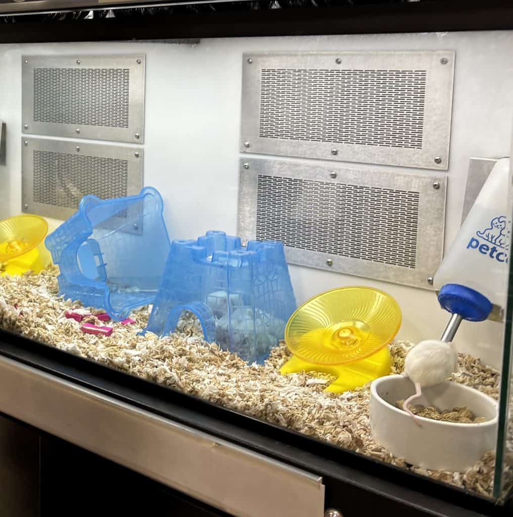 A boy peers into a mouse cage in Petco