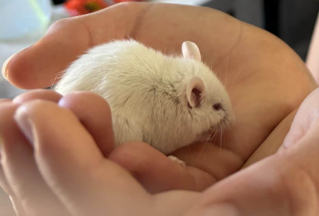 A boy holds a white mouse carefully in his cupped hands.