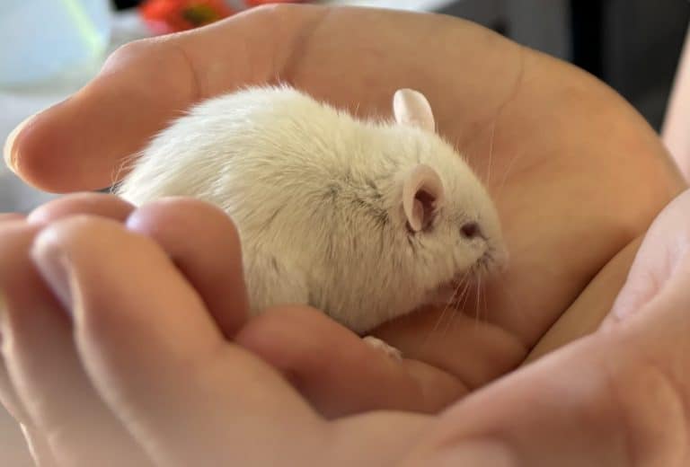 A boy holds a white mouse carefully in his cupped hands.