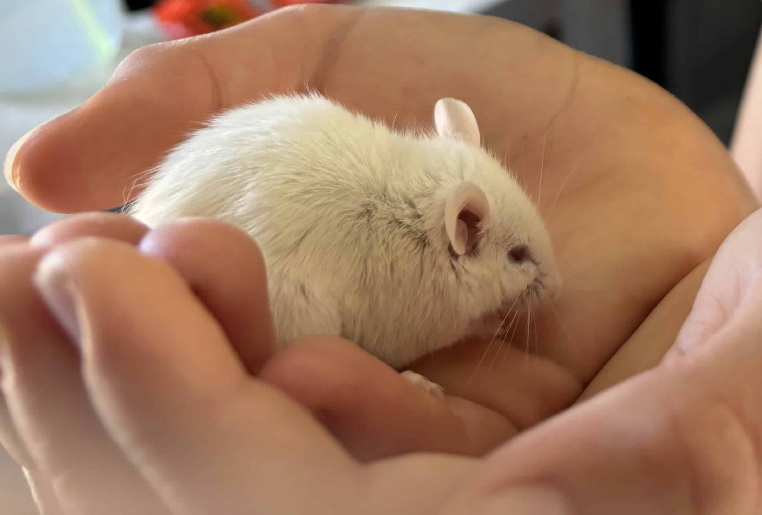 A boy holds a white mouse carefully in his cupped hands.