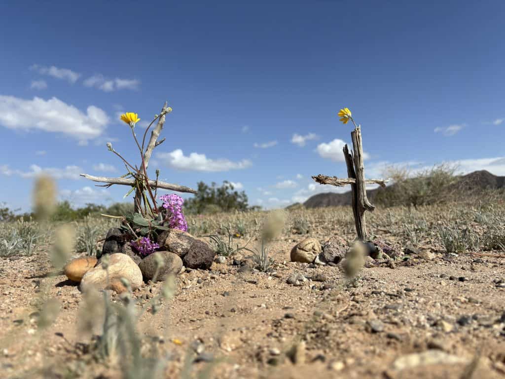 Lupine the mouse's grave, next to Cali's.