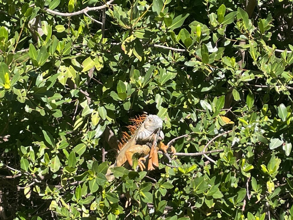 An iguana finds a perch high in a mangrove above water.