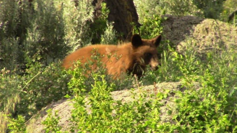 A baby cinnamon black bear stands in the thick, green grass beside a gray boulder.