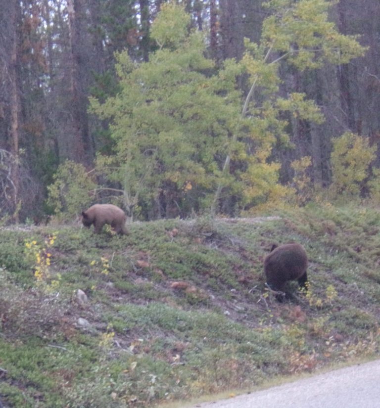 A mama black bear and her cub eat grass by the side of the road.