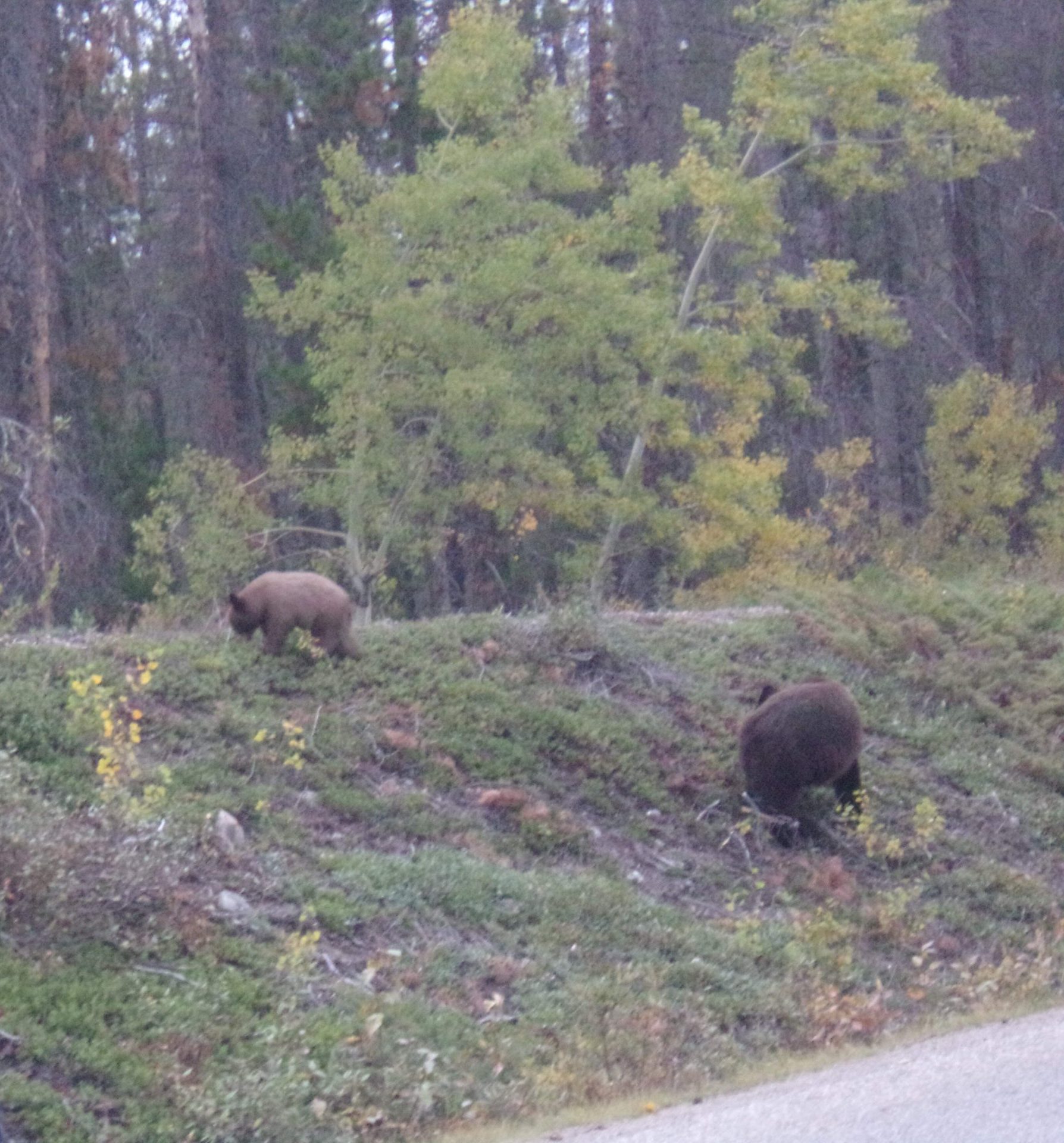A mama black bear and her cub eat grass by the side of the road.