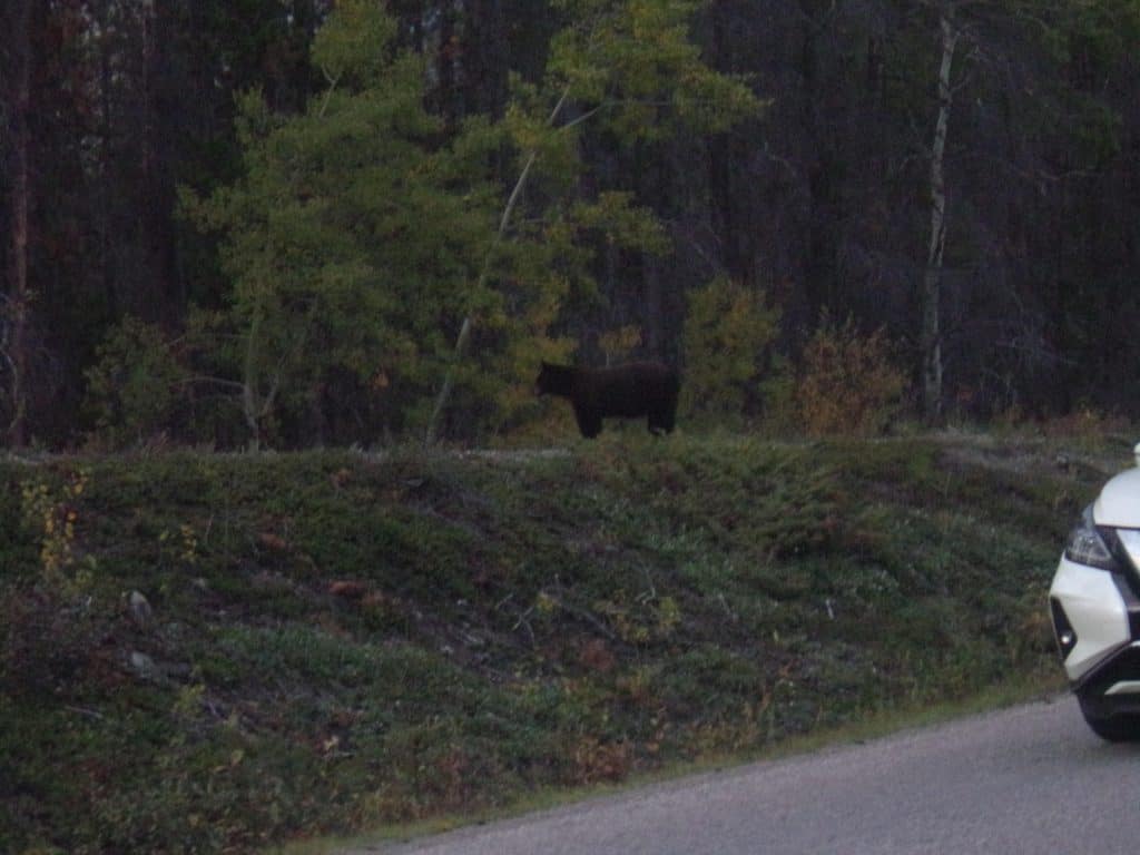 A black bear stands on top of a rise.