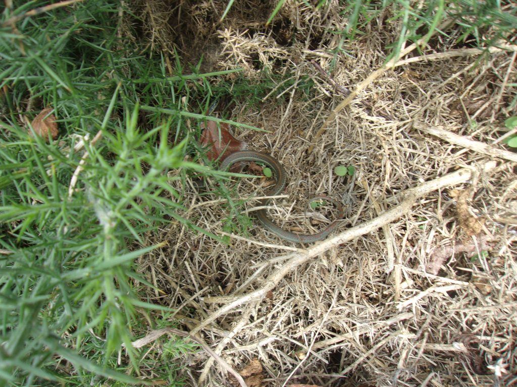 A snake scurries away in hopes of reaching its hole.