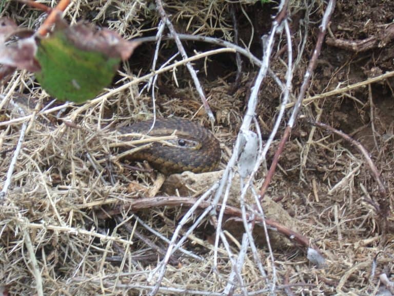 A snake nestled in a steep bank coils itself.