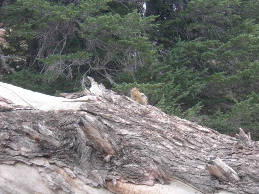 A tiny golden-mantled ground squirrel perches on a fallen tree.