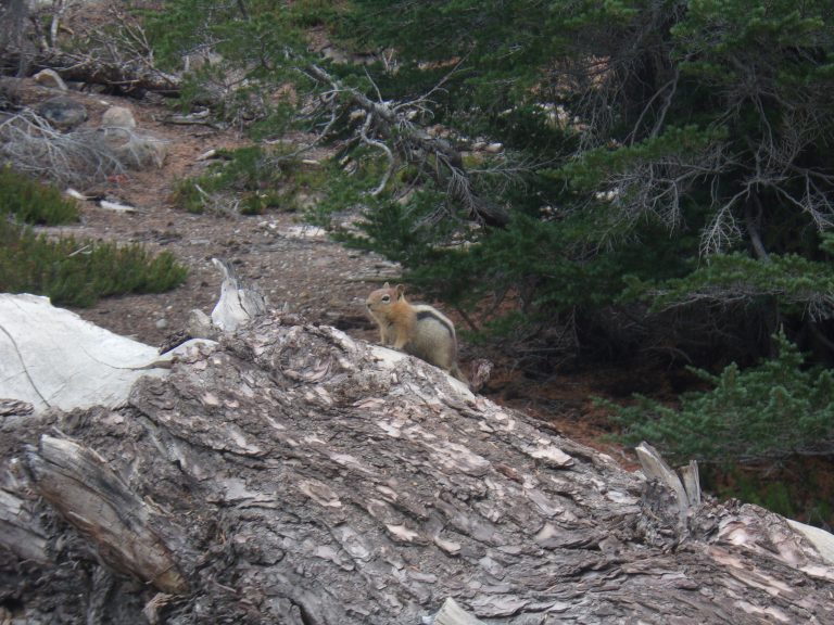 A small yet chubby golden-mantled ground squirrel sits on a downed tree.