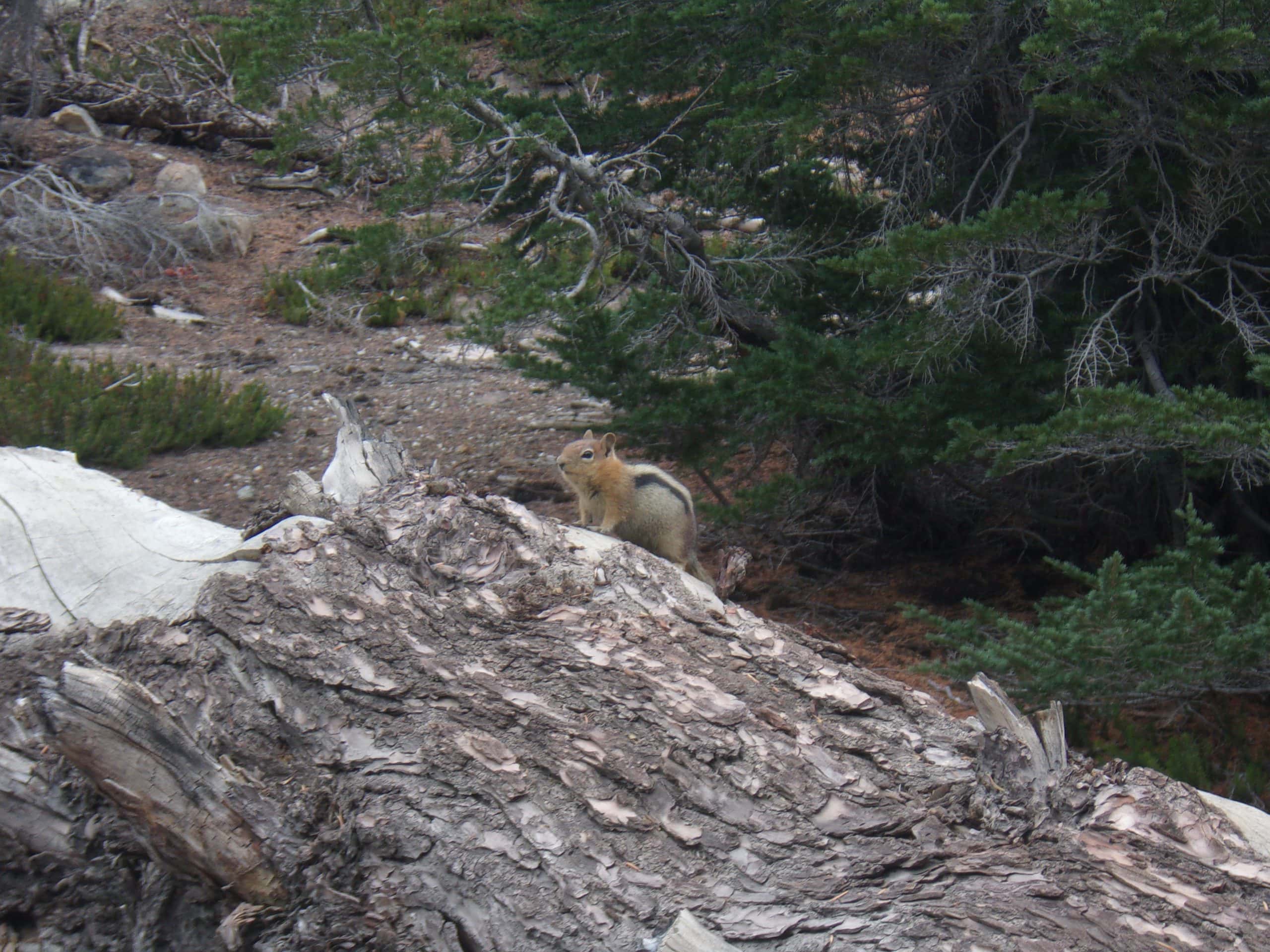 A small yet chubby golden-mantled ground squirrel sits on a downed tree.