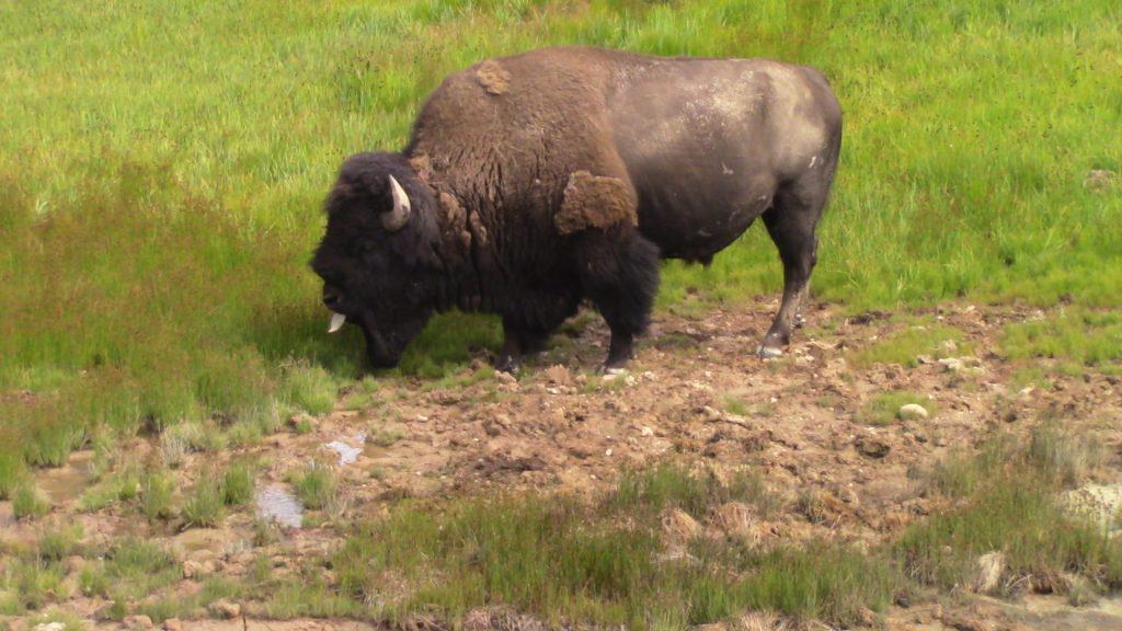 A large bison's tongue sticks out of its mouth in an attempt to lick its nostrils.