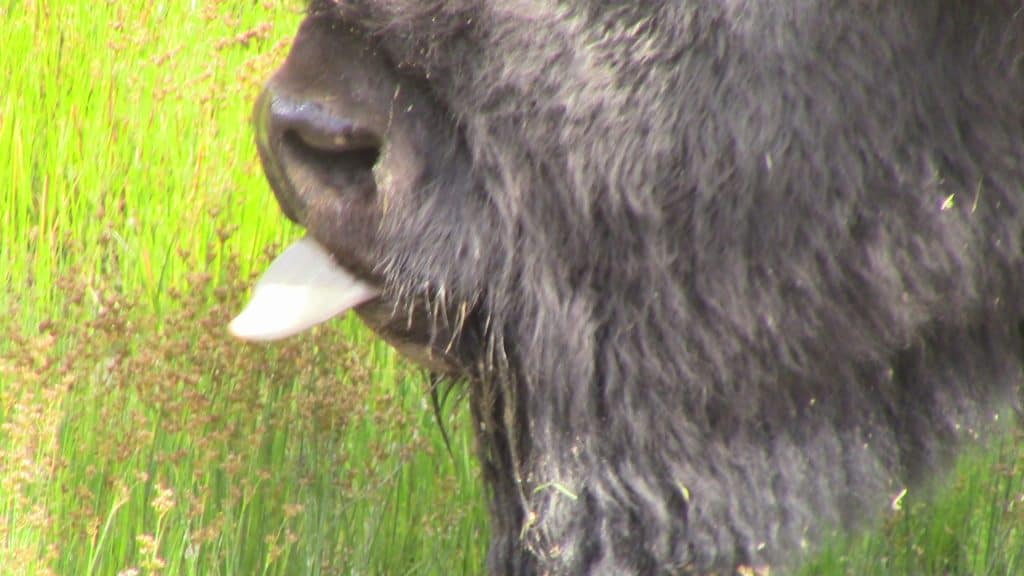 A chubby bison sticks out its tongue.