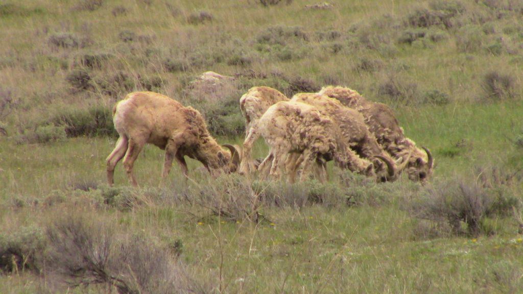 Five scraggly bighorn sheep graze on a mountainside.